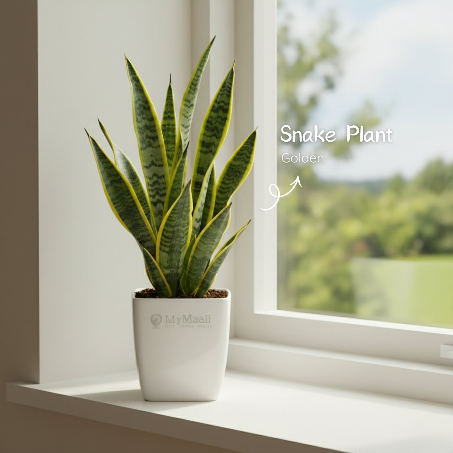 Snake Plant - Golden