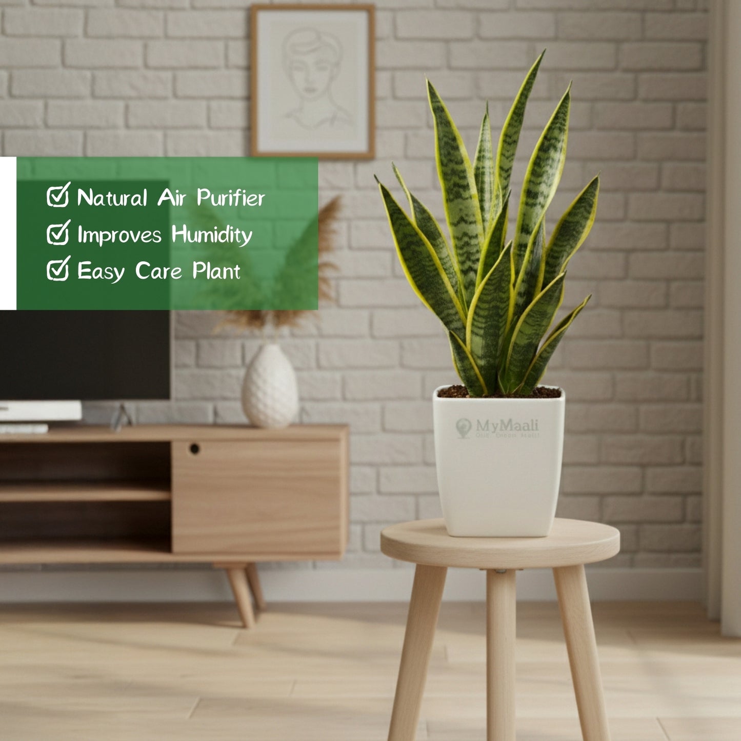 Snake Plant - Golden