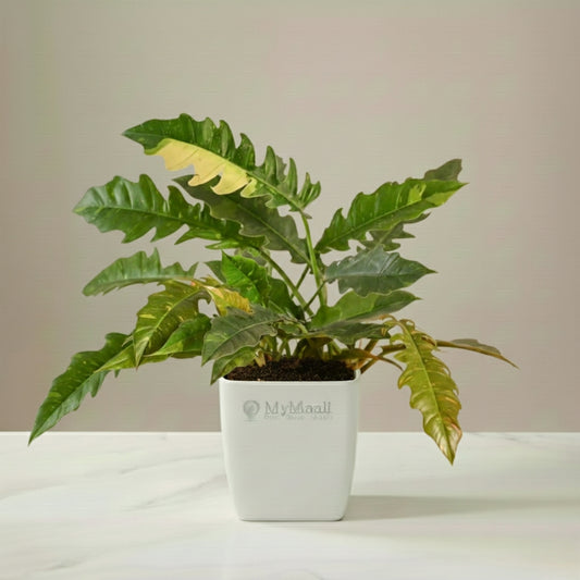 Philodendron Ring of Fire Variegated