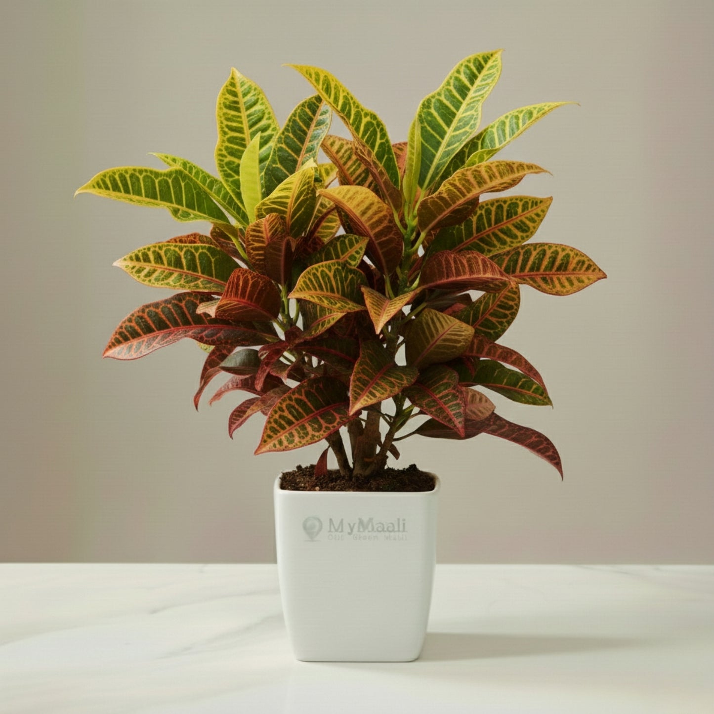 Croton Petra