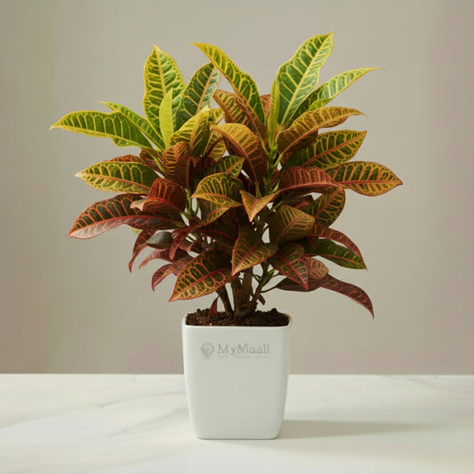 Croton Petra regular and XL
