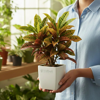 Croton Petra