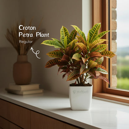 Croton Petra