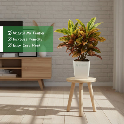 Croton Petra