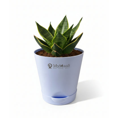 Round Plastic Planter with Tray