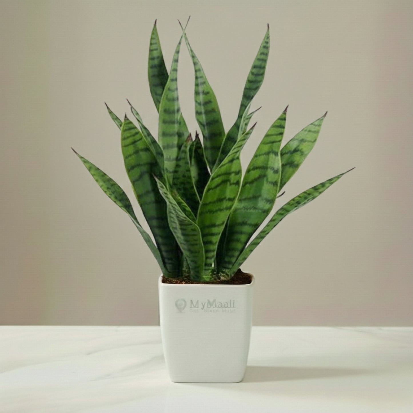 Sansevieria Superba Green - Snake Plant