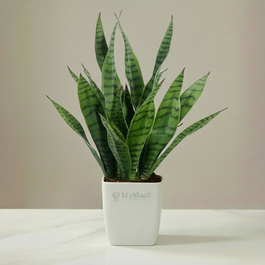 Sansevieria Superba Green - Snake Plant