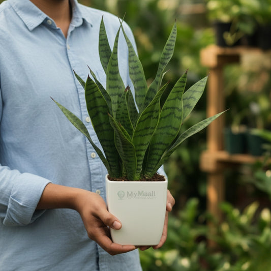 Sansevieria Superba Green - Snake Plant