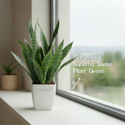 Sansevieria Superba Green - Snake Plant