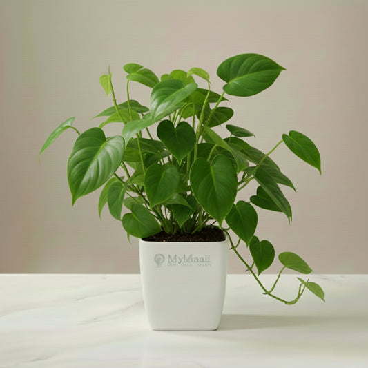 Philodendron Oxycardium Green Plant - Small