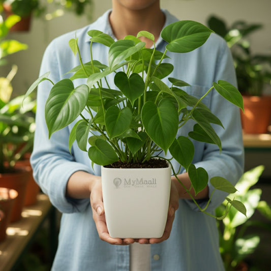 Philodendron Oxycardium Green Plant - Small