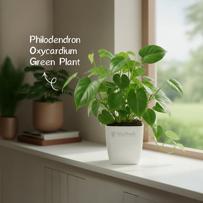 Philodendron Oxycardium Green Plant - Small