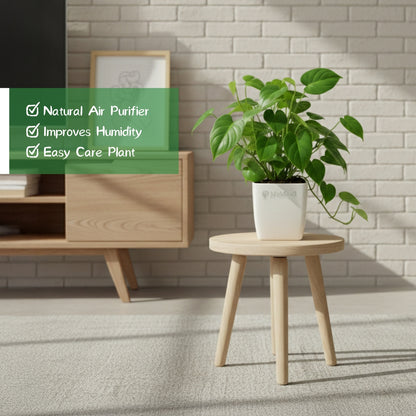 Philodendron Oxycardium Green Plant - Small