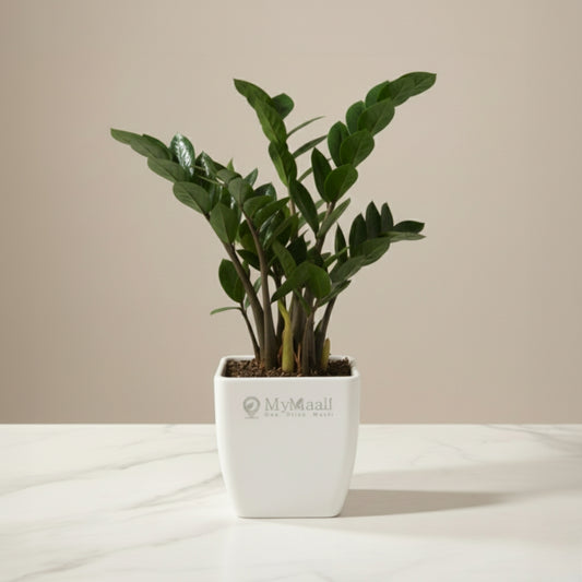 Zamia ZZ Black Plant