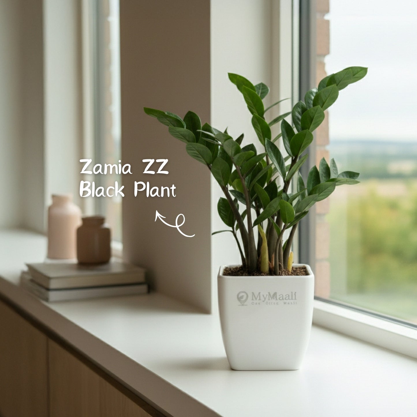 Zamia ZZ Black Plant