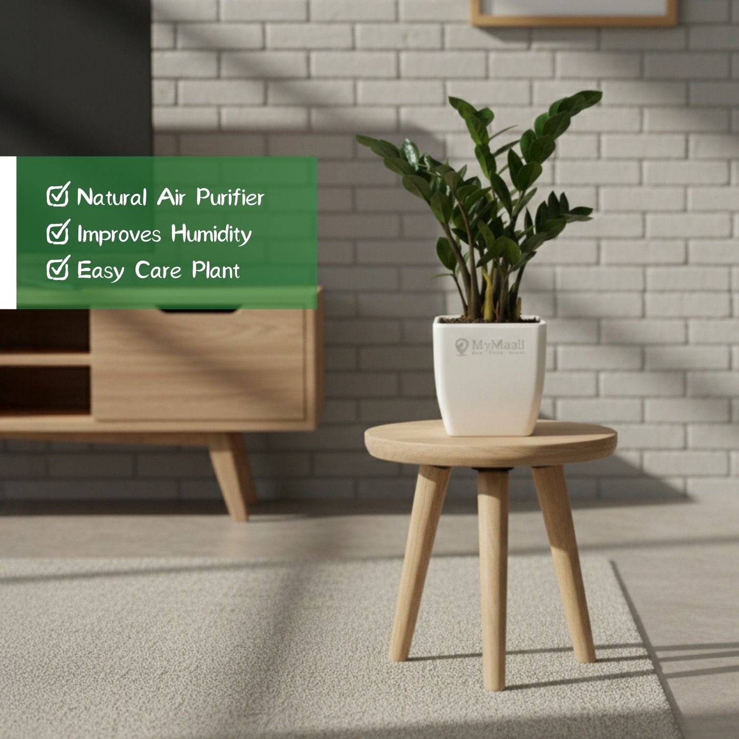 Zamia ZZ Black Plant