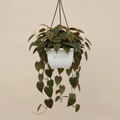 Philodendron Micans Plant pot and hanging