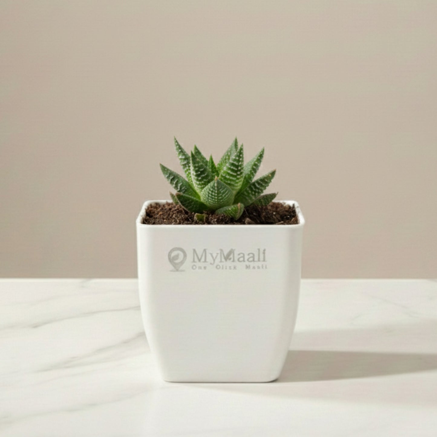 Haworthia Maculata Plant