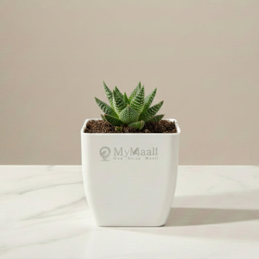 Haworthia Maculata Plant