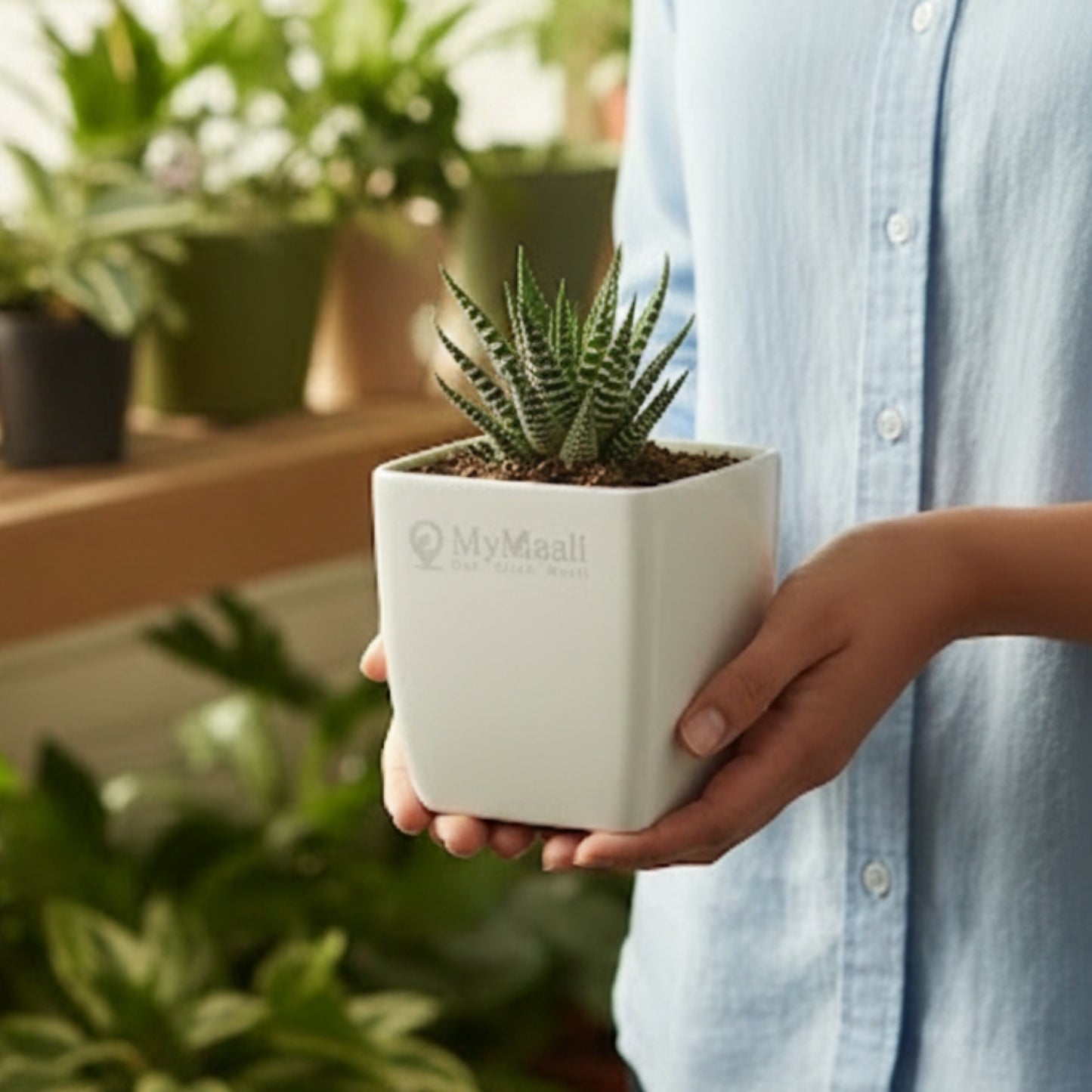 Haworthia Maculata Plant