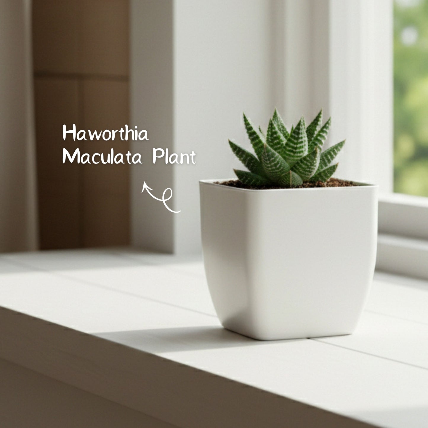 Haworthia Maculata Plant