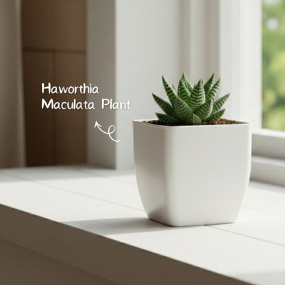 Haworthia Maculata Plant