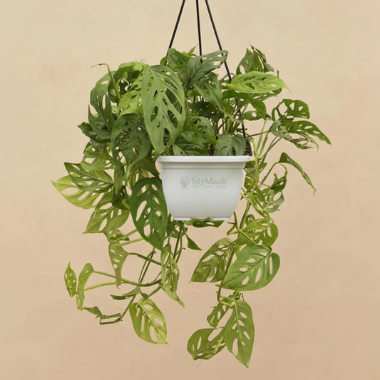 Philodendron Broken Heart With Hanging Pot