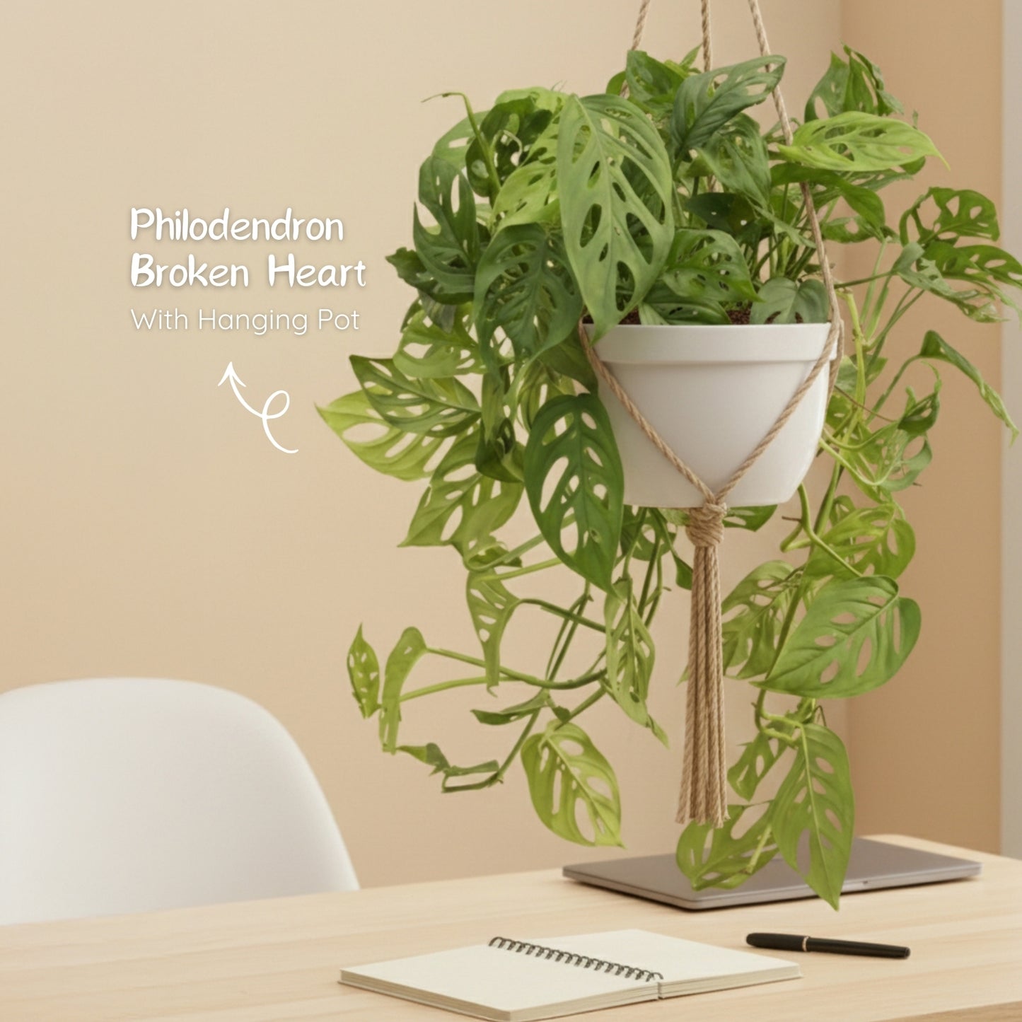 Philodendron Broken Heart With Hanging Pot