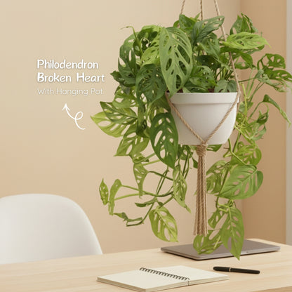 Philodendron Broken Heart With Hanging Pot