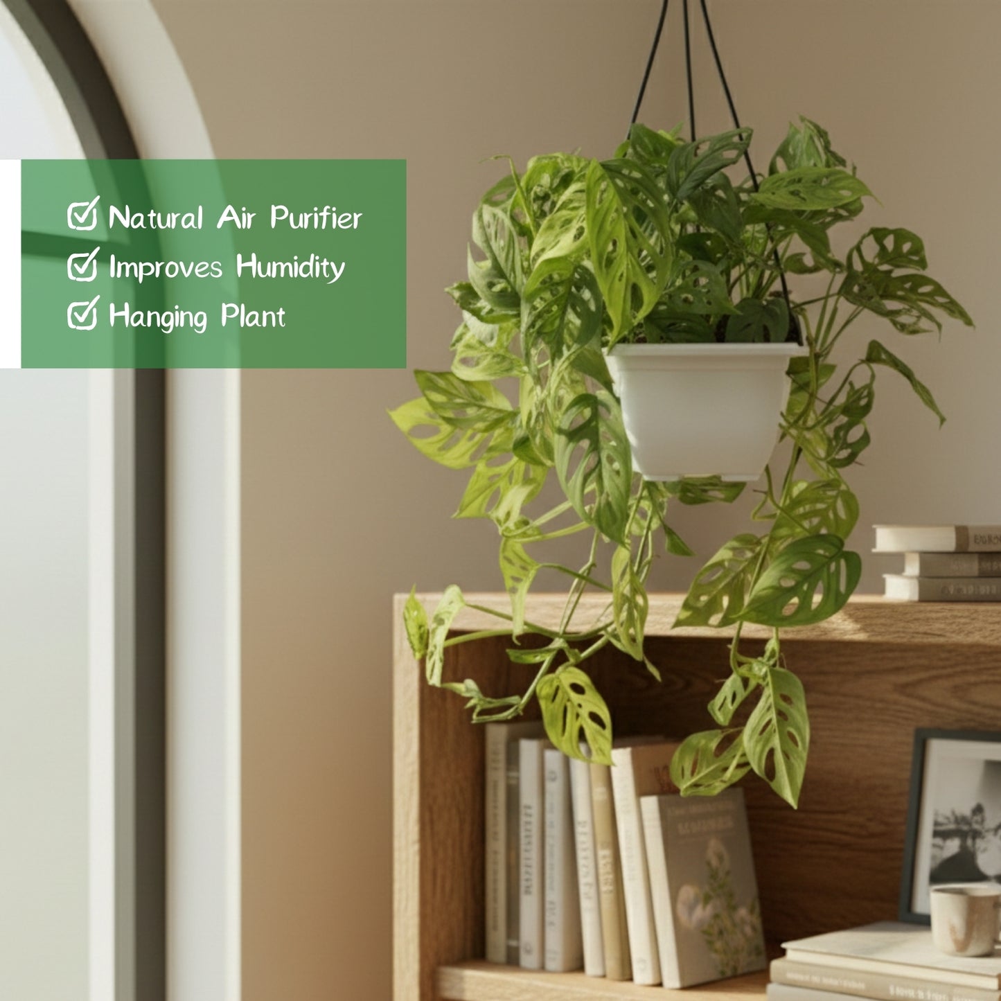 Philodendron Broken Heart With Hanging Pot