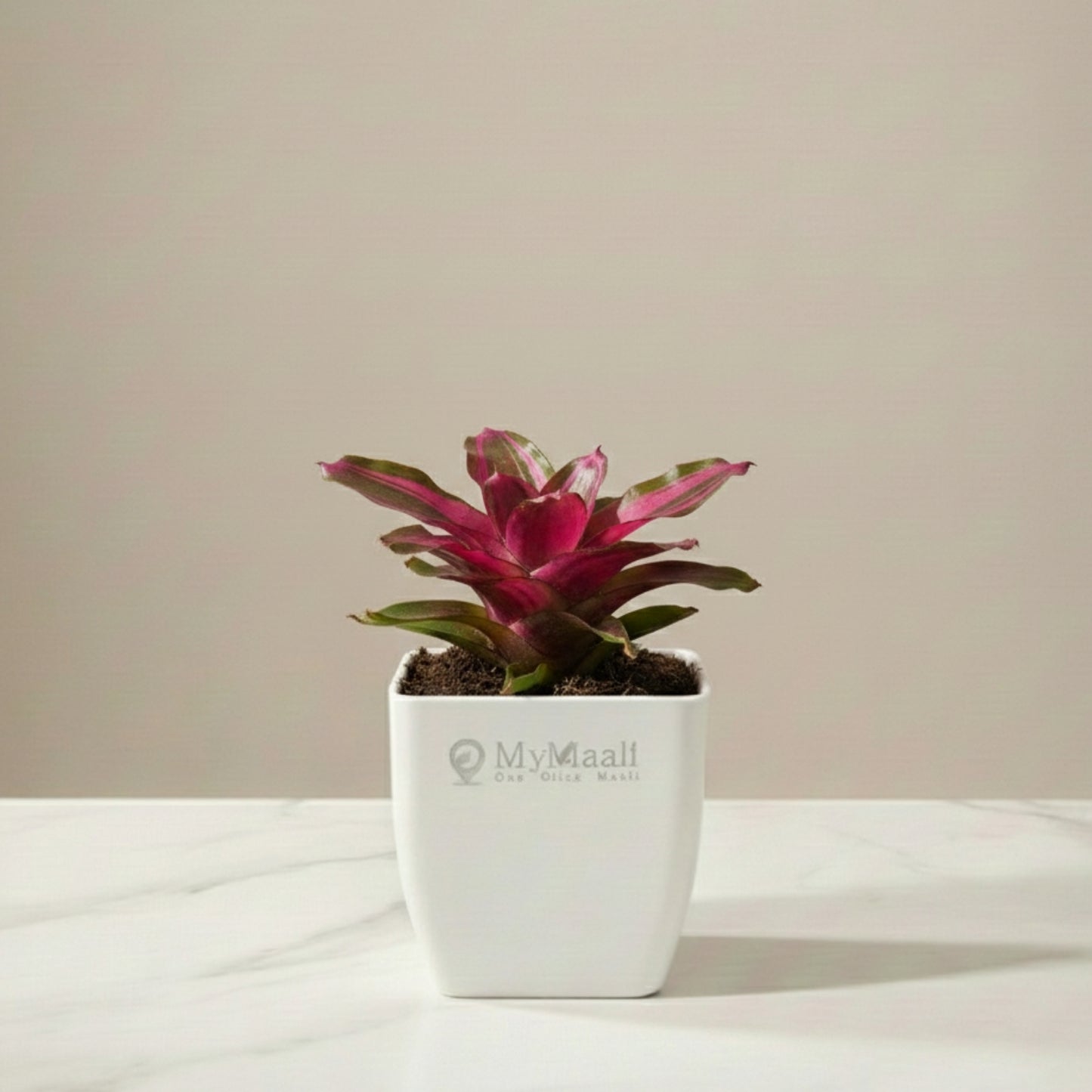 Earth Star Plant - Pink