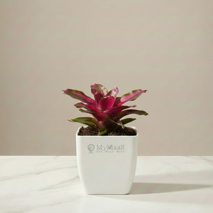 Earth Star Plant - Pink