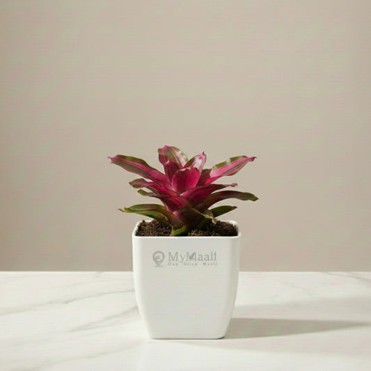 Earth Star Plant - Pink