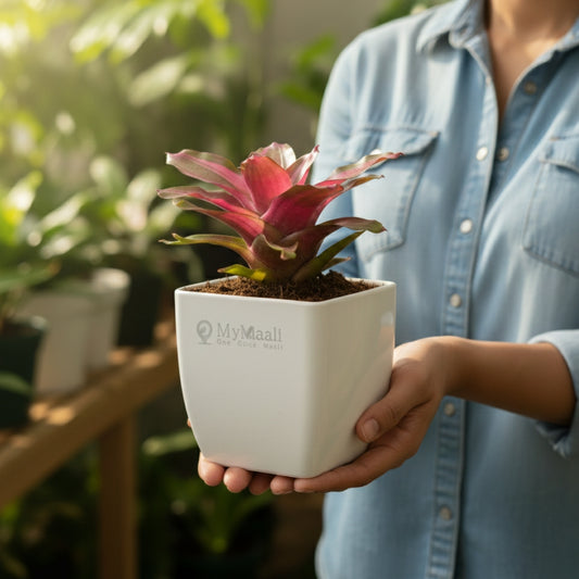 Earth Star Plant - Pink