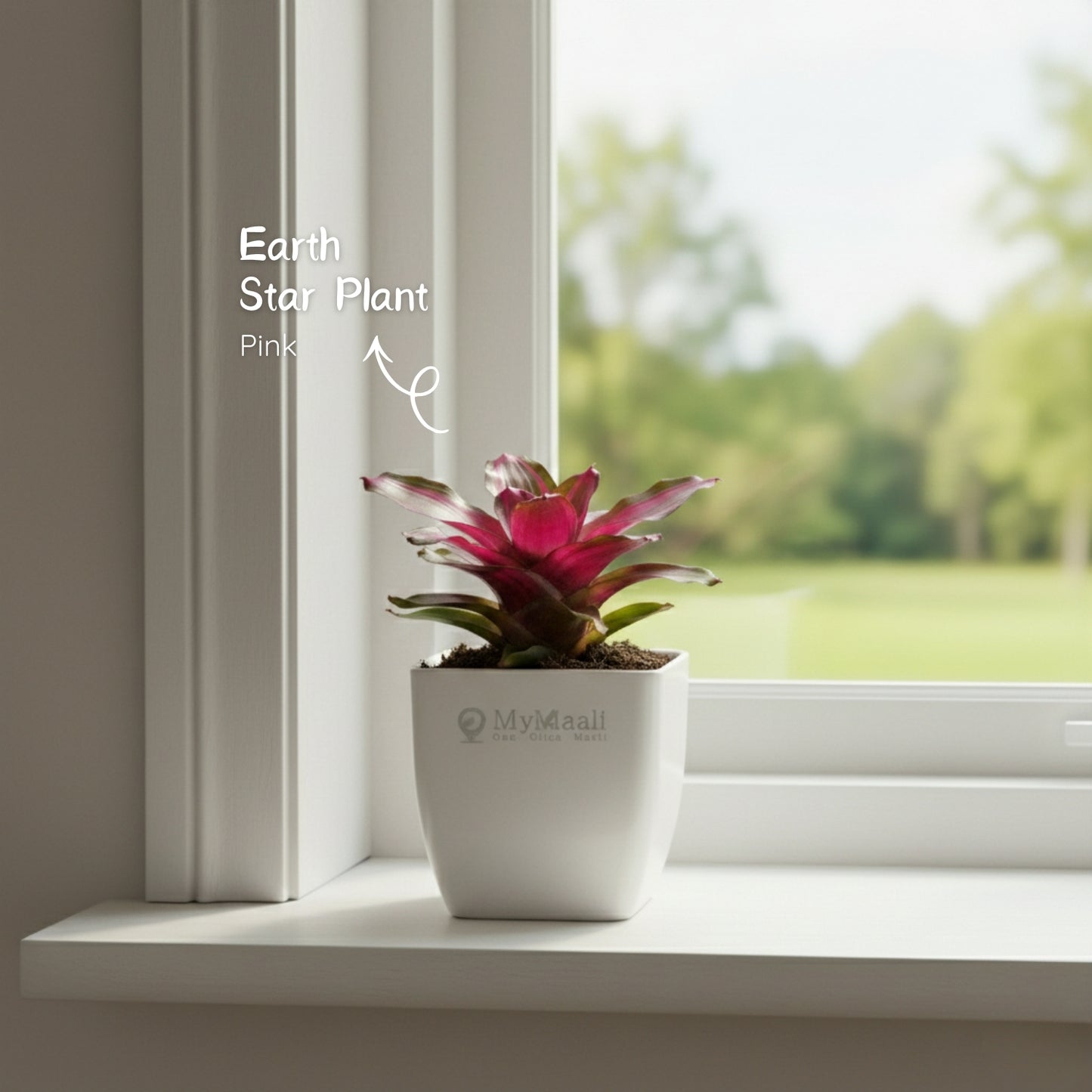 Earth Star Plant - Pink