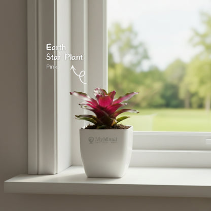 Earth Star Plant - Pink