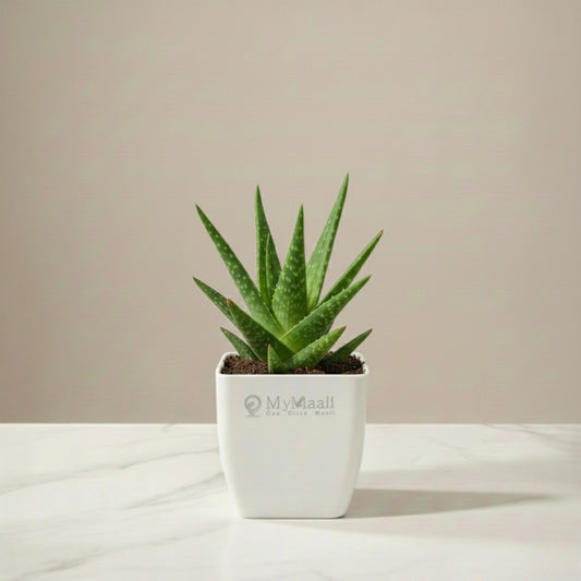 AloeVera Mini Plant