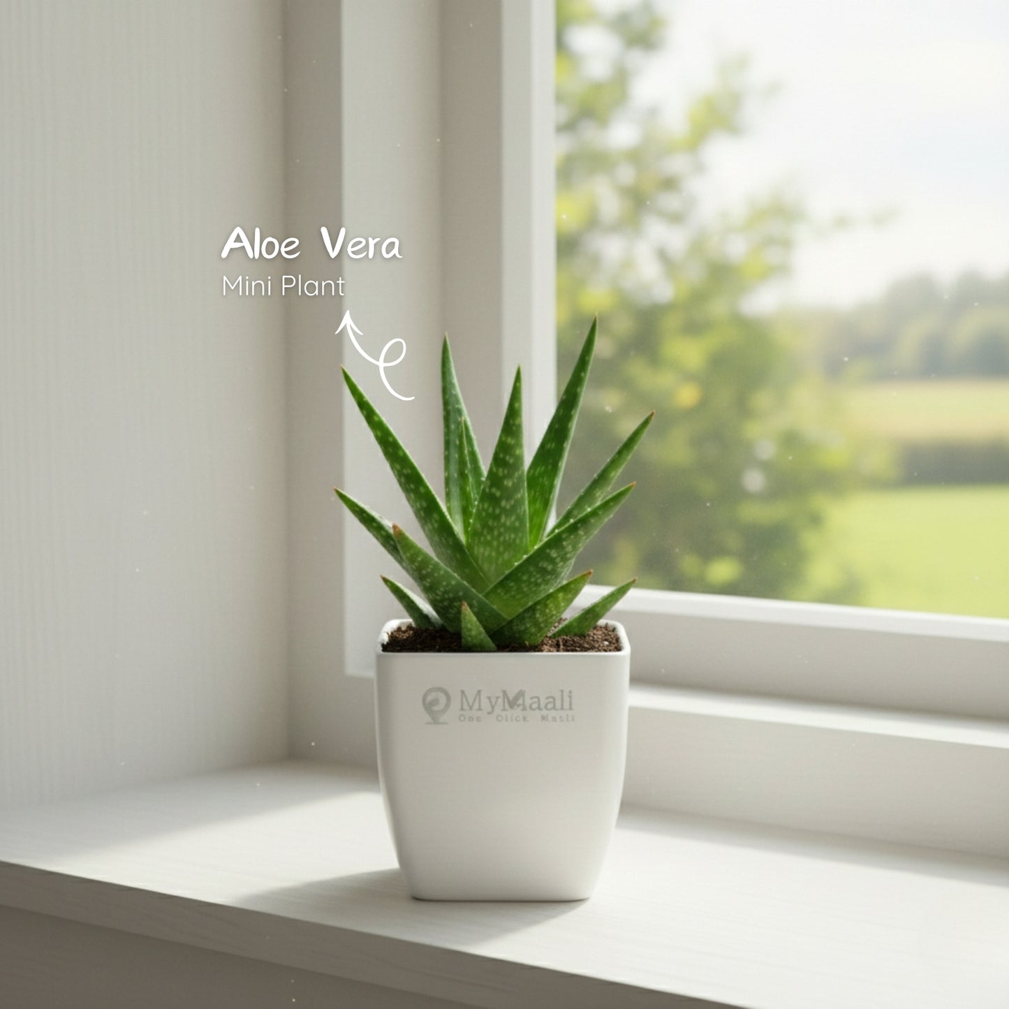 AloeVera Mini Plant