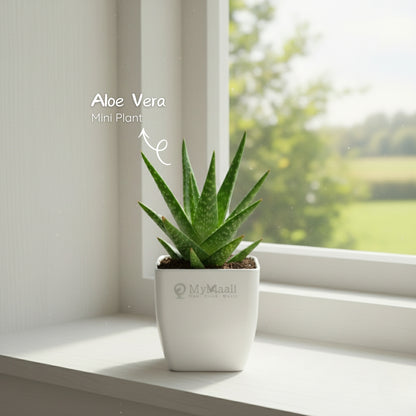 AloeVera Mini Plant