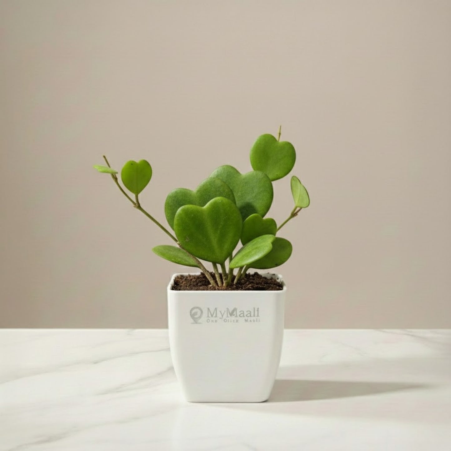 Heart Hoya Plant