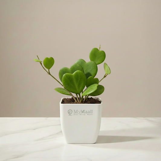 Heart Hoya Plant