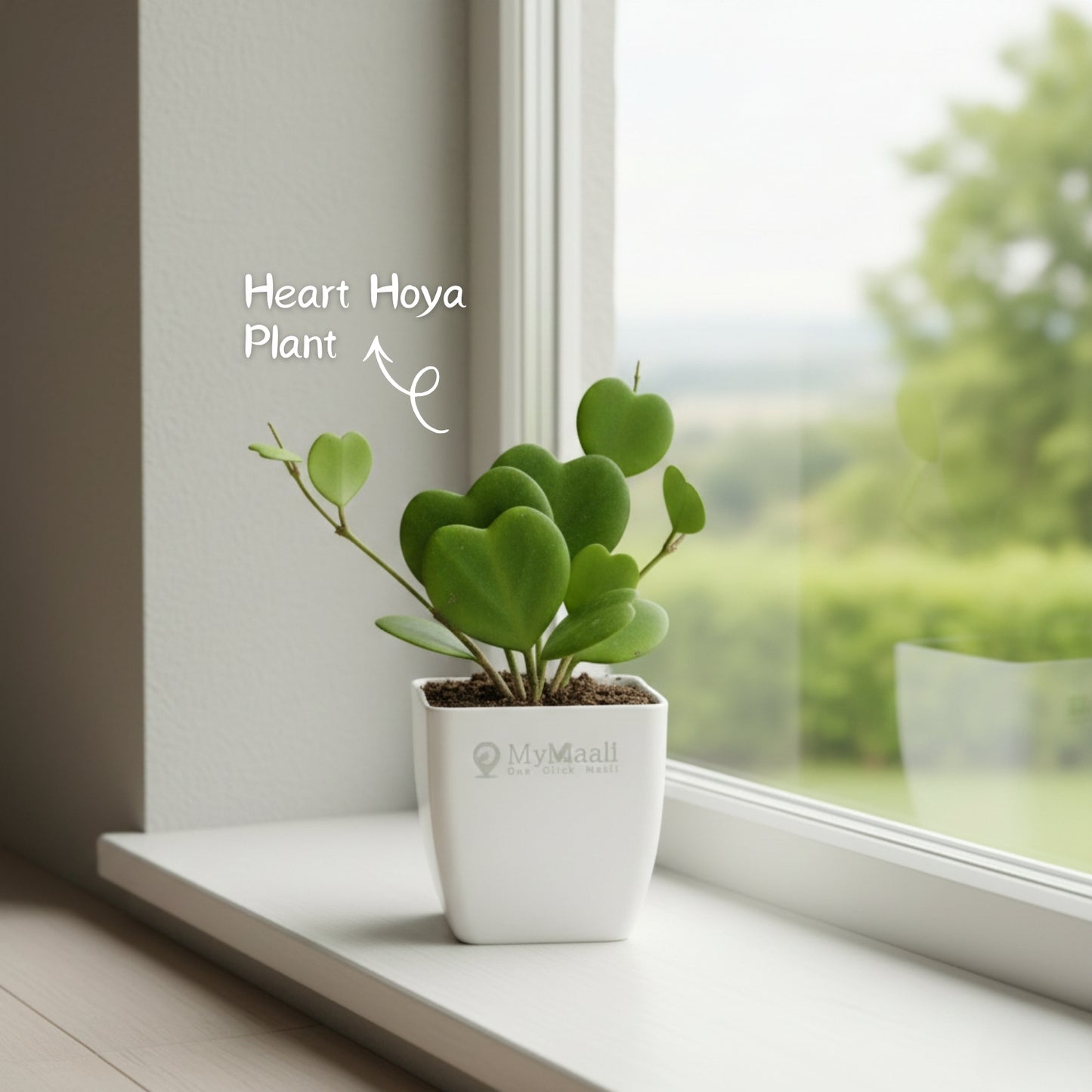 Heart Hoya Plant