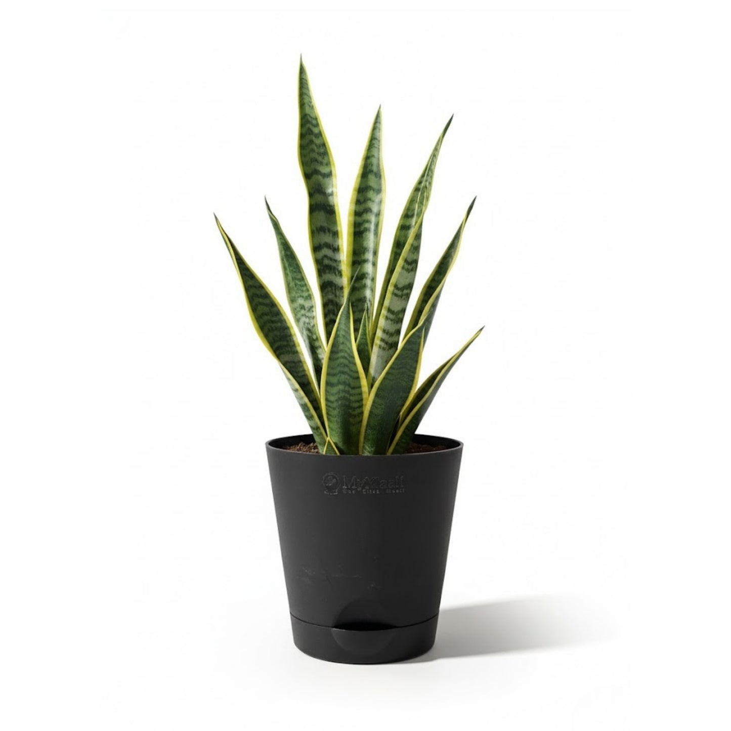 Round Plastic Planter with Tray