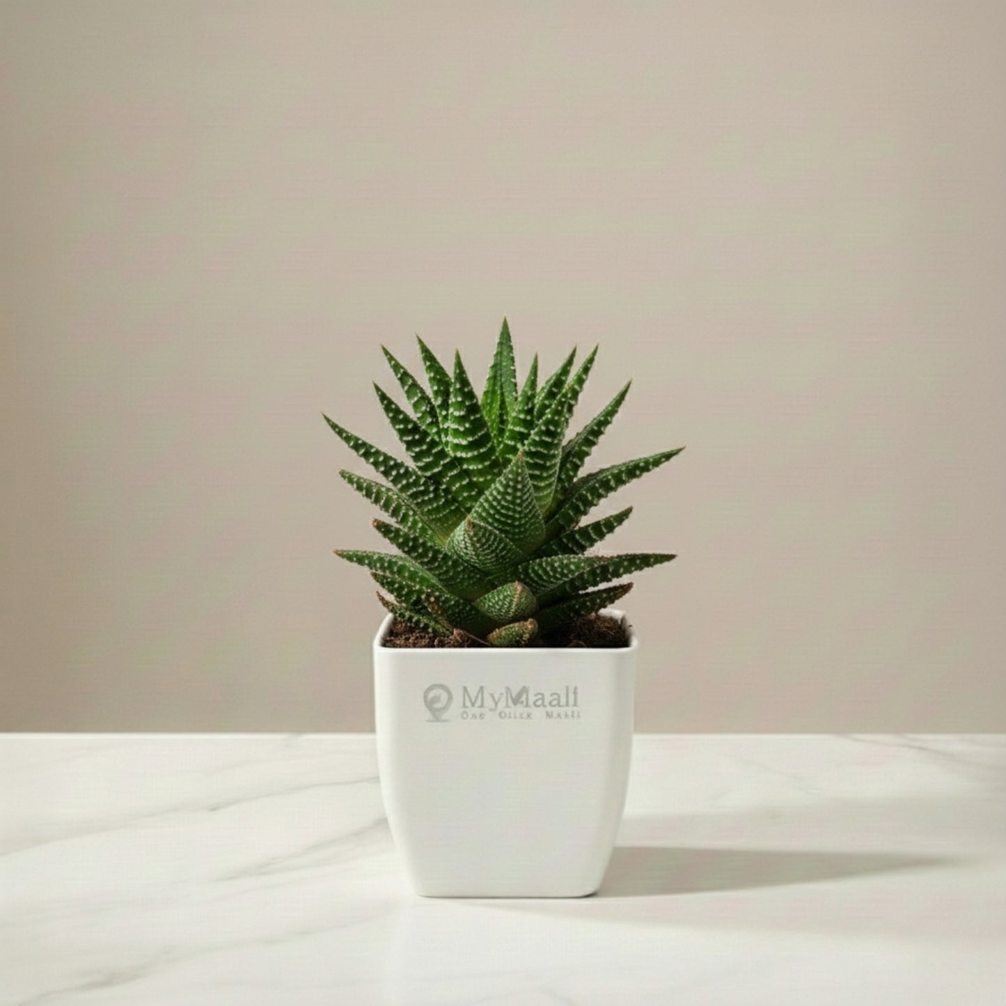 Haworthia Coarctata Plant