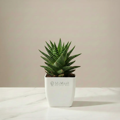 Haworthia Coarctata Plant