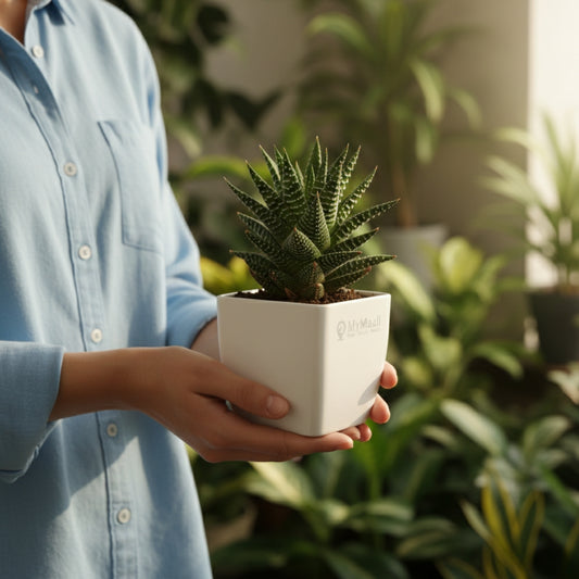 Haworthia Coarctata Plant