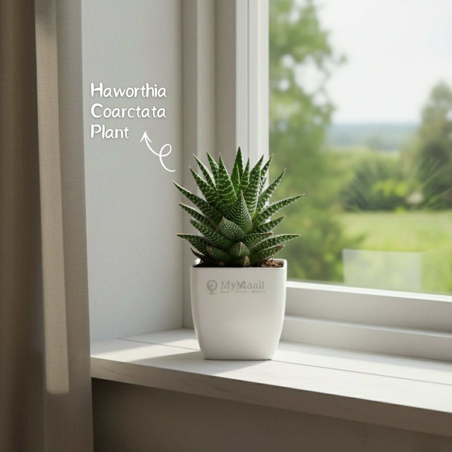 Haworthia Coarctata Plant