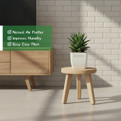 Haworthia Coarctata Plant