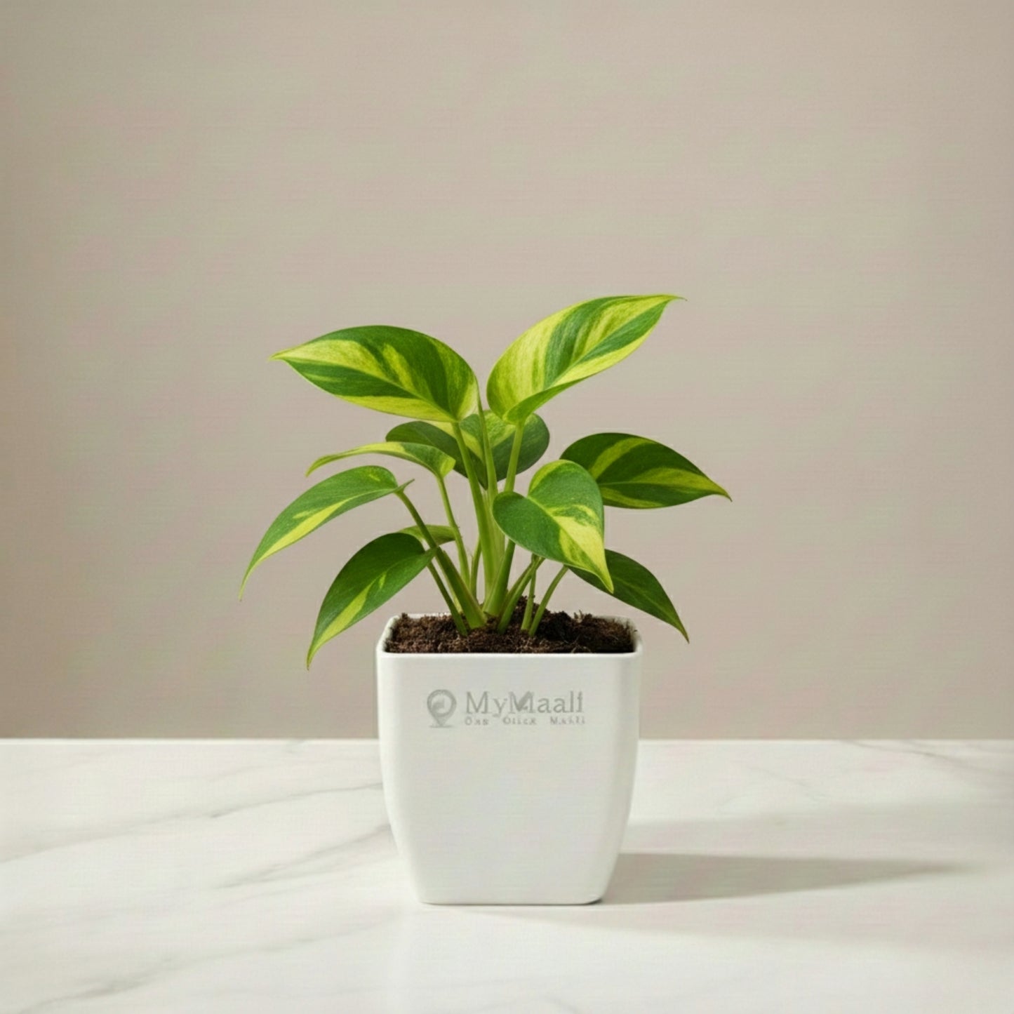 Philodendron Brasil Plant
