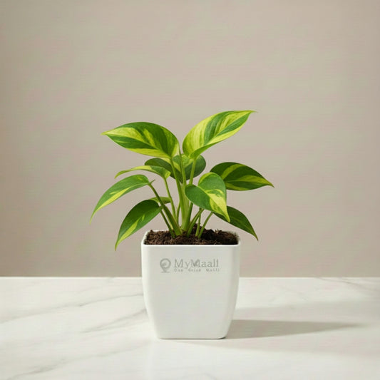 Philodendron Brasil Plant